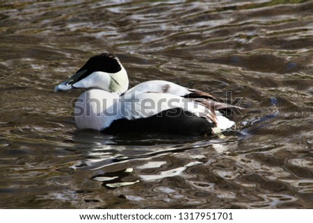 A picture of an Eider Duck