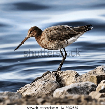 A picture of a Black Tailed Godwit