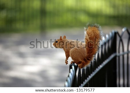 red squirrel, sitting on fence in the park