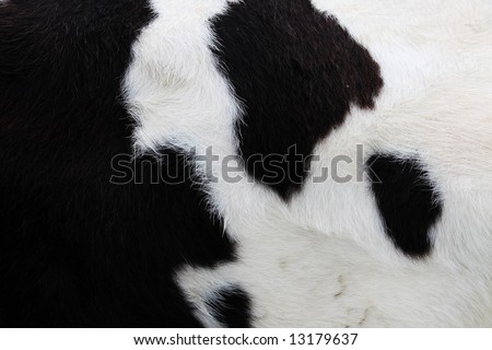 close-up of a cow-hide Royalty-Free Stock Photo #13179637