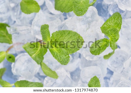 Fresh mint leaves lie on ice cubes. Preparation of cocktails. Concept purity and freshness .