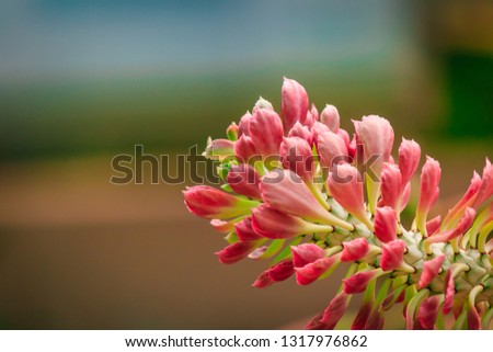 The Close up picture of flower with multiple color : red, yellow and pink color. Natural wallpaper, beautiful flower in garden with blur background in sweet tone. 