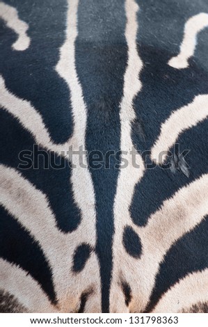 The black and white zebra stripes vertical.