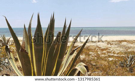 Deserted shrub on the beach with sea views