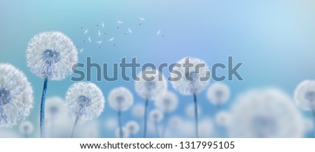 white dandelions on blue background, wide view Royalty-Free Stock Photo #1317995105