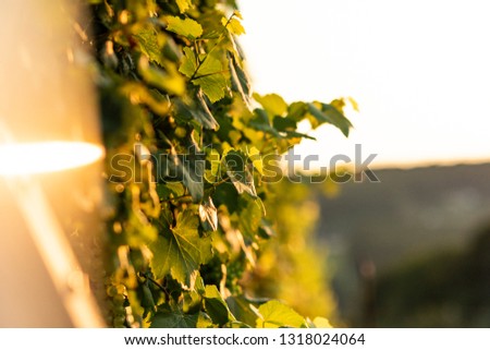 beautiful wine garden with grape and vine in a wonderful sunset