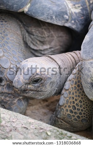 Closeup of tortoise head 