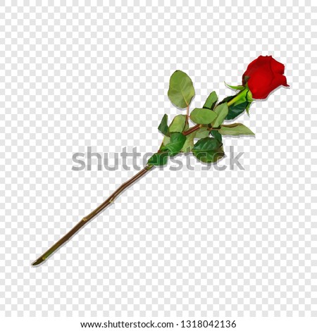 Photo Realistic, Highly Detailed Red Rose on Long Stem Isolated on Transparent Background. Beautiful Bud of Flower. Clip Art for Valentines, Love, Wedding Birthday Greeting Card. Vector Illustration
