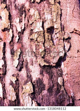 Wood texture Background concept