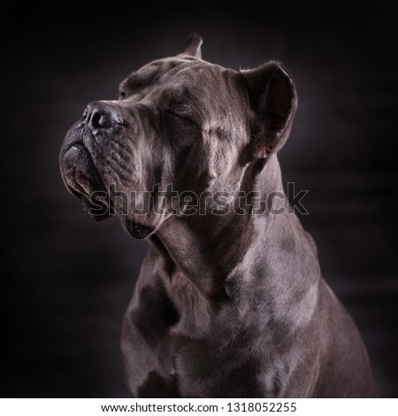 Black dog Kenne Corso breed isolated on a black background.