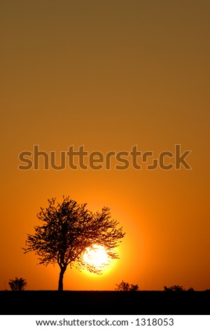 Tree silhouette and sunset with text spacing