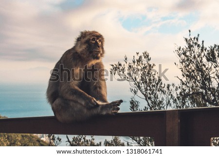 Picture of one of the famous monkeys of Gibraltar at sunset. Several macaques living in the Rock Natural Reserve in Gibraltar, United Kingdom.