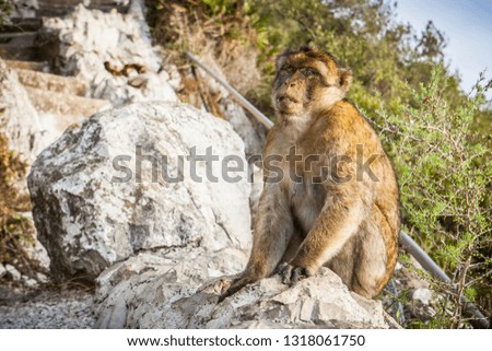Picture of one of the famous monkeys of Gibraltar. Several macaques living in the Rock Natural Reserve in Gibraltar, United Kingdom.