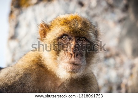 Picture of one of the famous monkeys of Gibraltar. Several macaques living in the Rock Natural Reserve in Gibraltar, United Kingdom.
