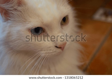 White cat with heterochromia looking to the side