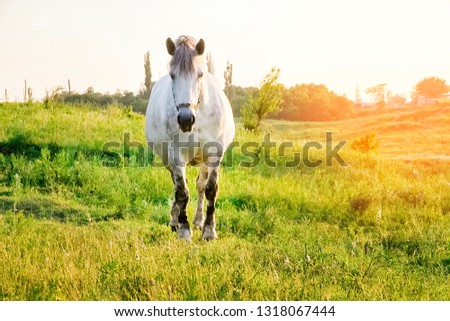 gray horse standing in high grass in sunset light, yellow and green background