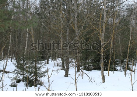 picture of the mysterious winter forest