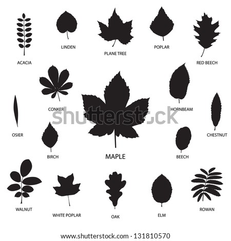 Vector collection of leaf silhouettes isolated on white background