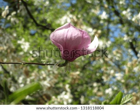 In the spring in the garden bloomed magnolia.