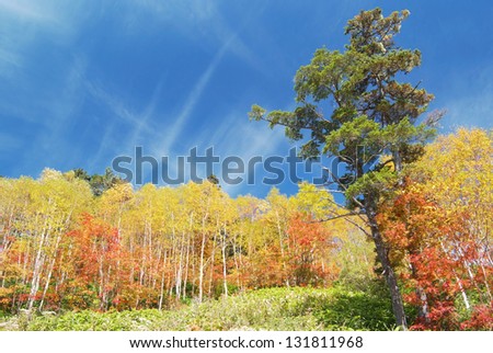 Erman's birch in Norikura highlands