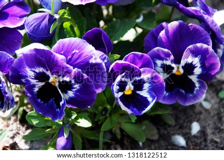 Violet Pansy closeup on blurred background