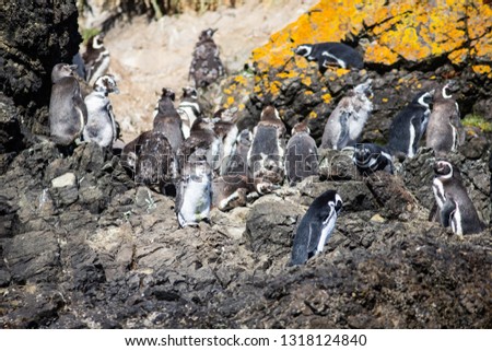 Magellanic and Humboldt penguin colony on CHiloe Island, Chile