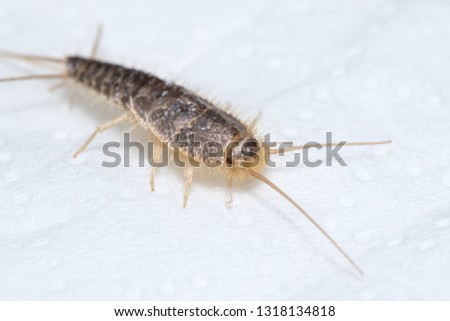 Silverfish (Lepisma saccharina) posed on a piece of paper