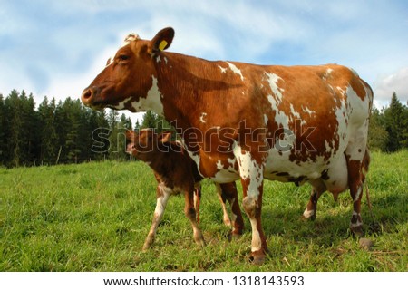 A newborn calf with her parent at grass Royalty-Free Stock Photo #1318143593