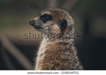 
Spectacular portrait of a meerkat. Animal