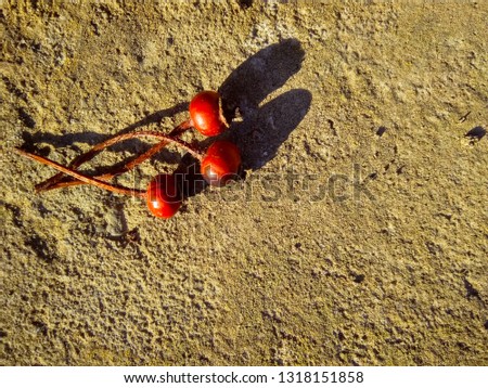 three red dry rose hips on concrete
