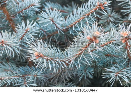 Closeup frosty pine tree photo