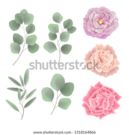 Vector set for design. Elements of flora, rose flowers, leaves. All elements on white background.