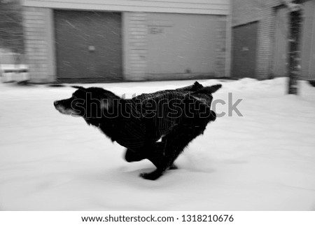 Small breed dog running fast in black and white photograph during snow storm.