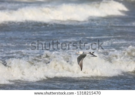 Seagull flying on the background of sea waves.
