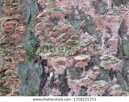 Moss on a birch trunk.