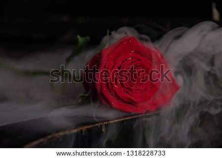 red rose with water drops on a black old piano in a cloud of smoke (pair)