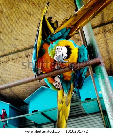 Macaws of Bangabandhu Safari Park... They are great friends...