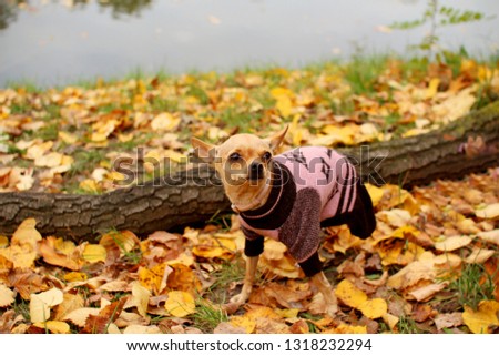A tiny Chihuahua dog on the yellow leaves