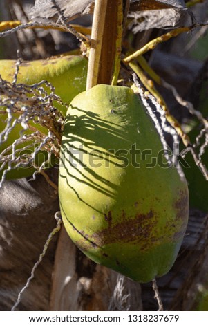 Big ripe coconuts hanging on coconut palm tree close up ready for harvest