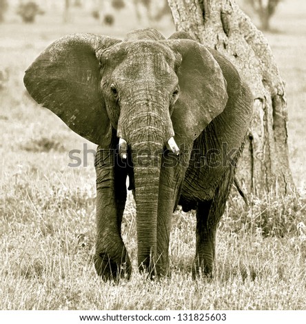 The elephant female in the Serengeti National Park - Tanzania, Africa (stylized retro)