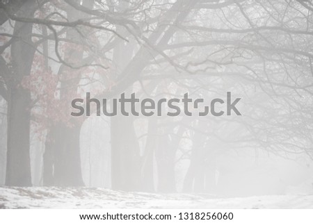 Fog in the woodland or forest with oak trees covered in mist