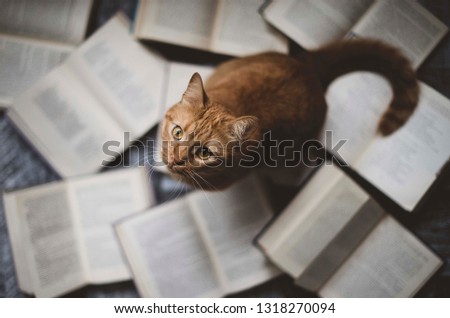 red cute cat sitting on open books laid out on the floor. funny cat face looks into the camera Royalty-Free Stock Photo #1318270094