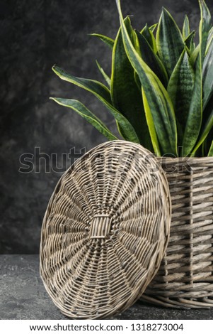 Decorative sansevieria plant on grey table