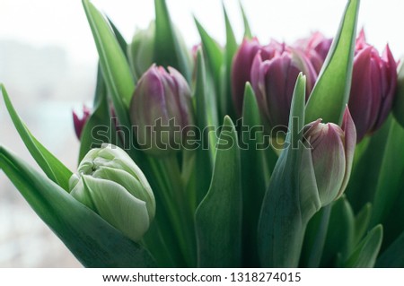 Close up and selective soft focus image of bouquet of beautiful pink and green tulip flowers. Blurred abstract background. Spring, holiday, date, event concept, for card