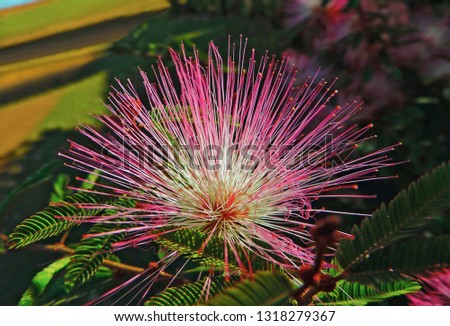 Flower of the Brazilian flora. 