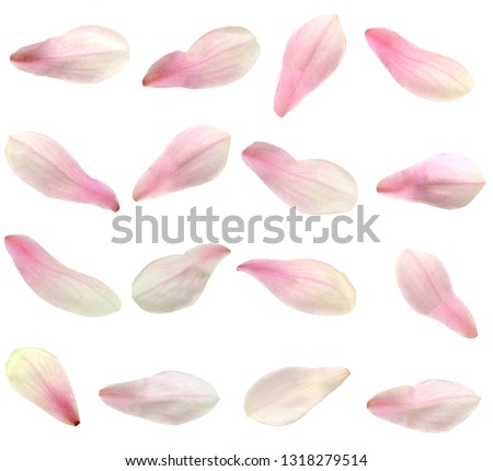 isolated magnolia petals