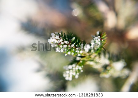 Winter bright background with snowy. beautiful macro photo