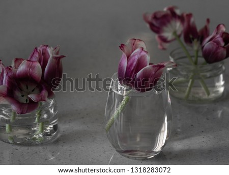 Moscow/Russia-CIRCA 02.2019: an image of purple color tulip in a glass of water, more tulips in a glass pot are part of composition on a grey glossy stone surface