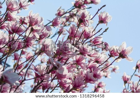 Magnolia tree spring flowers pink nature
