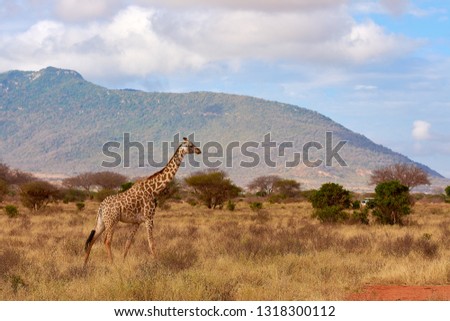 View of the Giraffe in Tsavo National Park in Kenya, Africa. Safari car, blue sky with clouds and mountain background.